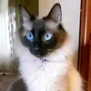 ninaoumghita