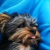 toto.happy.dog