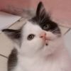 _catlover95
