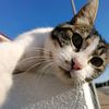 gatopeludo24