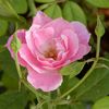 azizahsemail_13