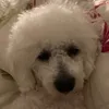 andrej_11_r