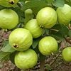 shamsulhaque179