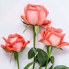 jody.mohamed108