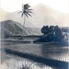 kauaikine7474