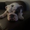 bulldogcatherine