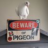 pigeon_anarchist