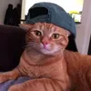 im.cat.69