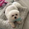 motherofdogs132