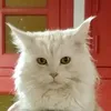 catsy34