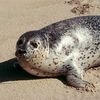 sealcompanion