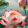 b.phng.anh8