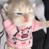pikiaw