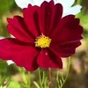 shaqllawa78