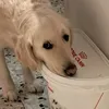 goldenboof_