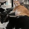 CatsForLIFE🐈🐈🐈🐈😻