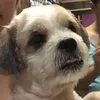 theunderbiteshitzu
