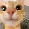 mecuzzzwtf
