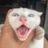 mariaamoretv