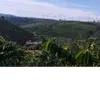 tanzuq