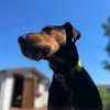 thanos_der_marvelhund
