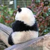 iam_pandabear