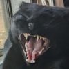 arkhelaos3d