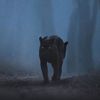 unknown_albo1