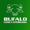 bufalo_veterinaria