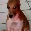 braulio2838818