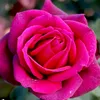 blackjewel1