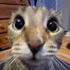 johncarlzz