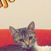 samus_the_flying_kitty