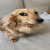 mateuscadu