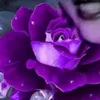 phammaianh123456