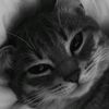 blaack20cat