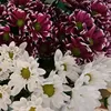 habibabesagicsmajic