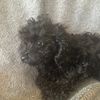 peanutpoodles2000