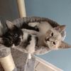 catsnamedrodandreel