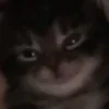 zendexon