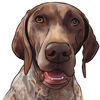 alice_the_gsp