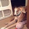 jaxgreyhound