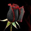 ashrafmousa08
