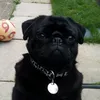 blackpug61