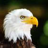 Animal Empire