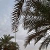 om_layan511