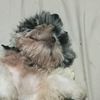 bruno_ff_botsito