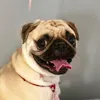lombinhothepug