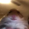 sr_ninguemlx