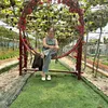 hongthu529